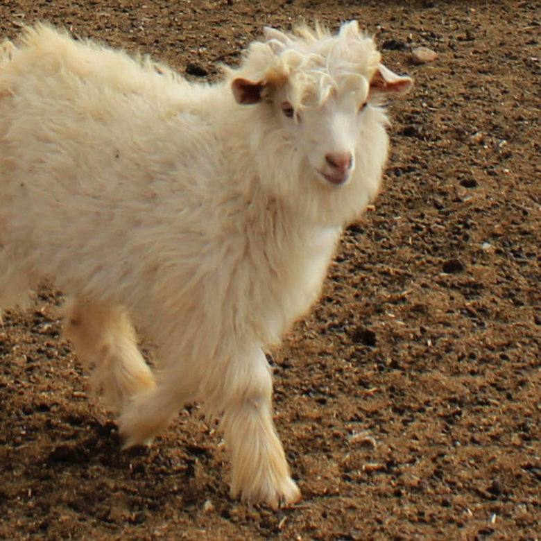 私たちが扱うカシミヤ – northpeace farm